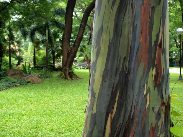 1 Tree Grows An Insane Amount Of Colors AT ONCE