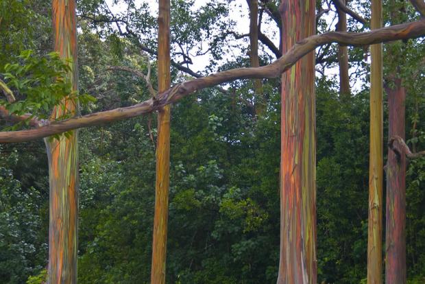Not only are they colorful, but these trees grow freakishly fast: up to 8 feet per year.
