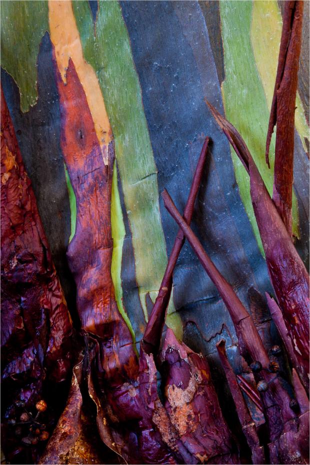 A time-lapse of these trees would reveal bark transitioning from bright green to dark green, to blue, to purple, then orange and finally to a brownish maroon.