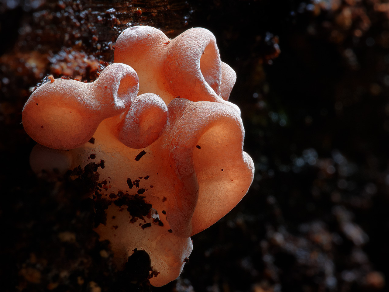 close up auricularia - pink mushrooms
