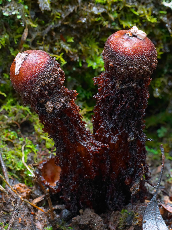 vegetation - calostoma fuscum mushroom
