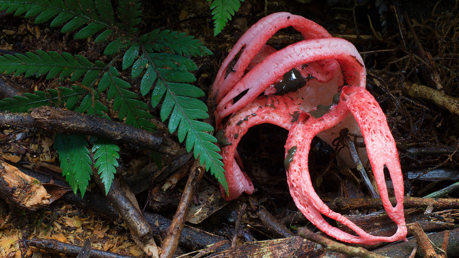 scariest looking mushrooms - mature clathrus archeri