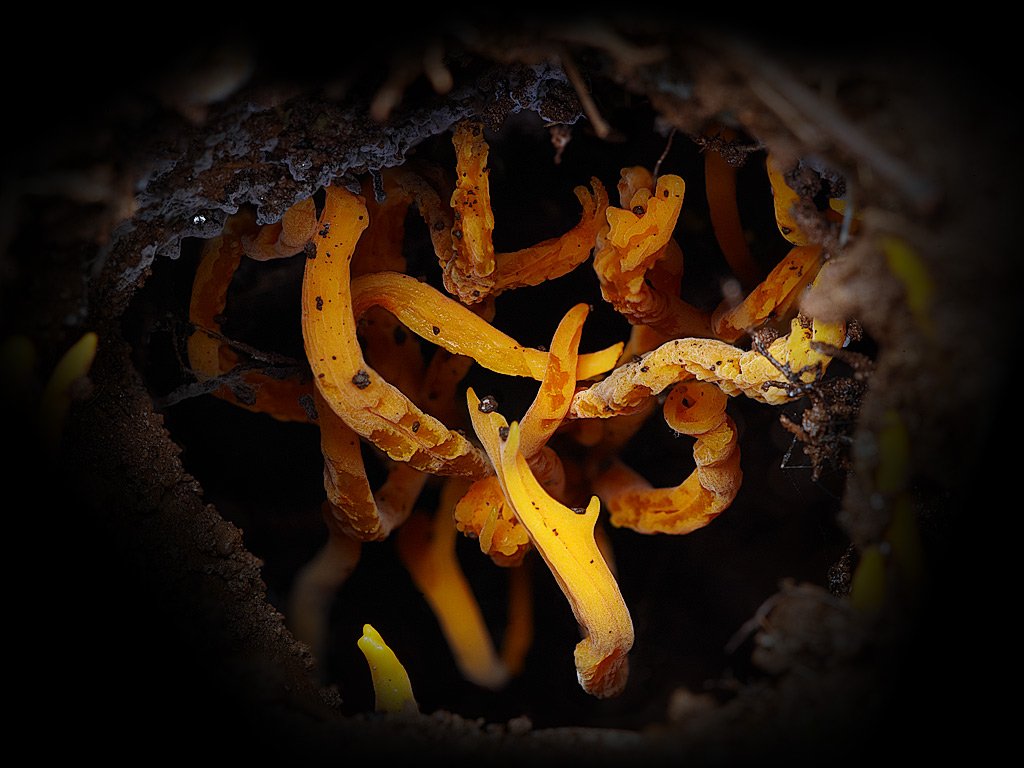 macro photography - coral fungi