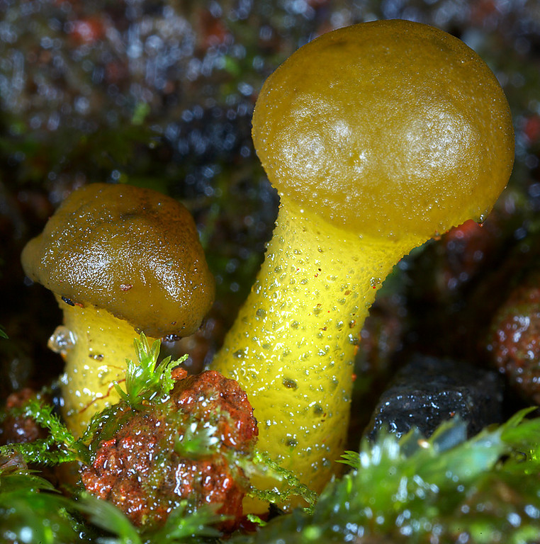 edible mushroom - jelly babies