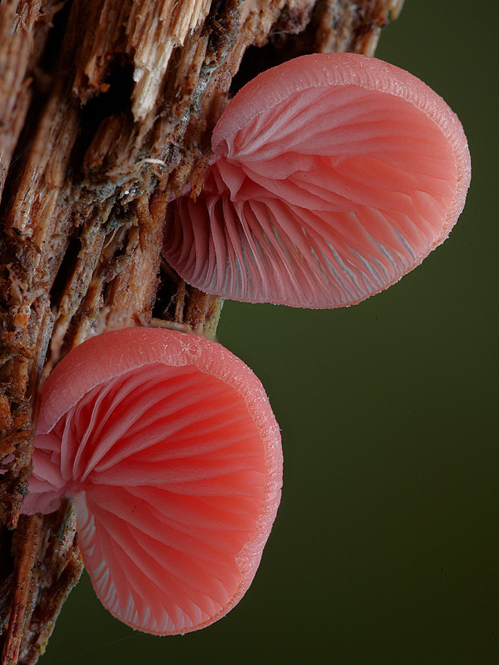 pink crepidotus mushroom