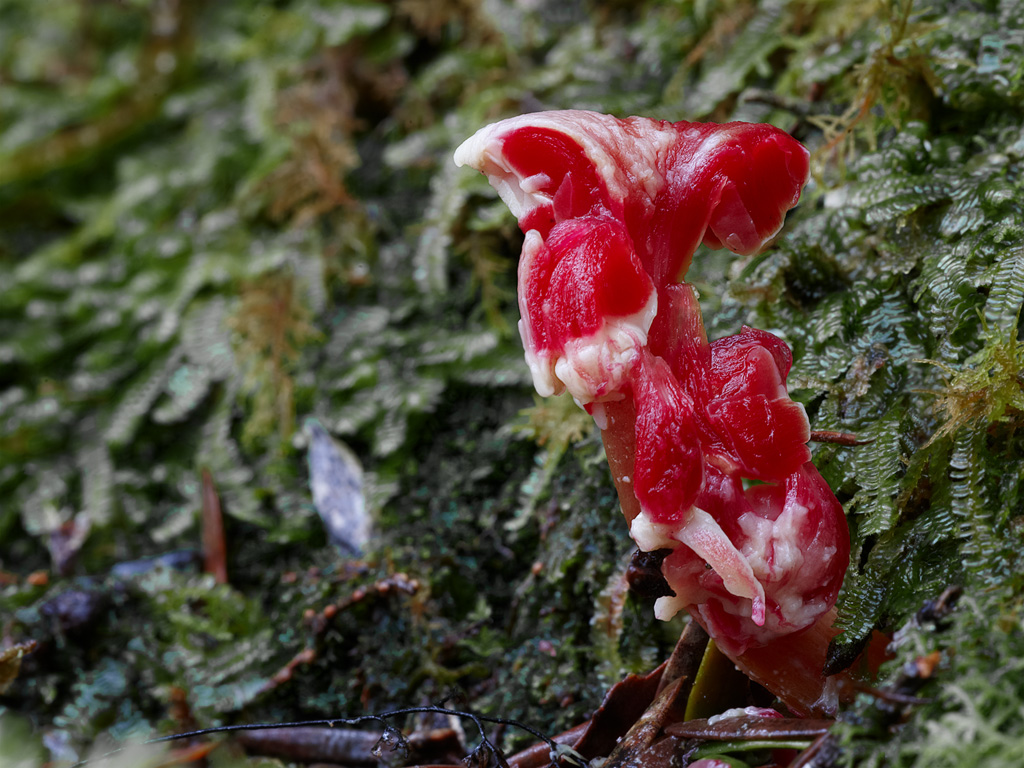 vegetation - red hygrocybe mushroom
