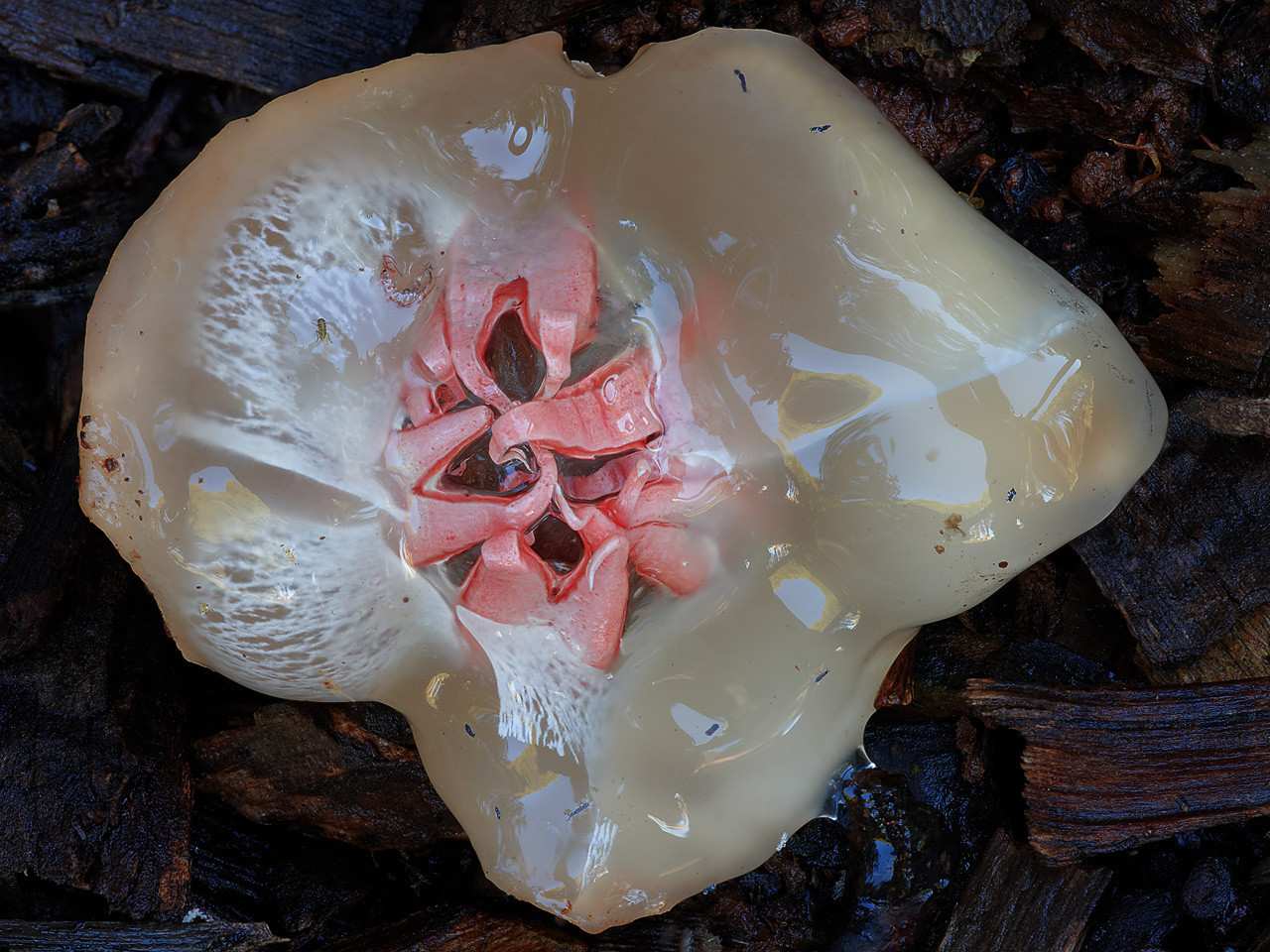 starfish fungi - wild mushroom