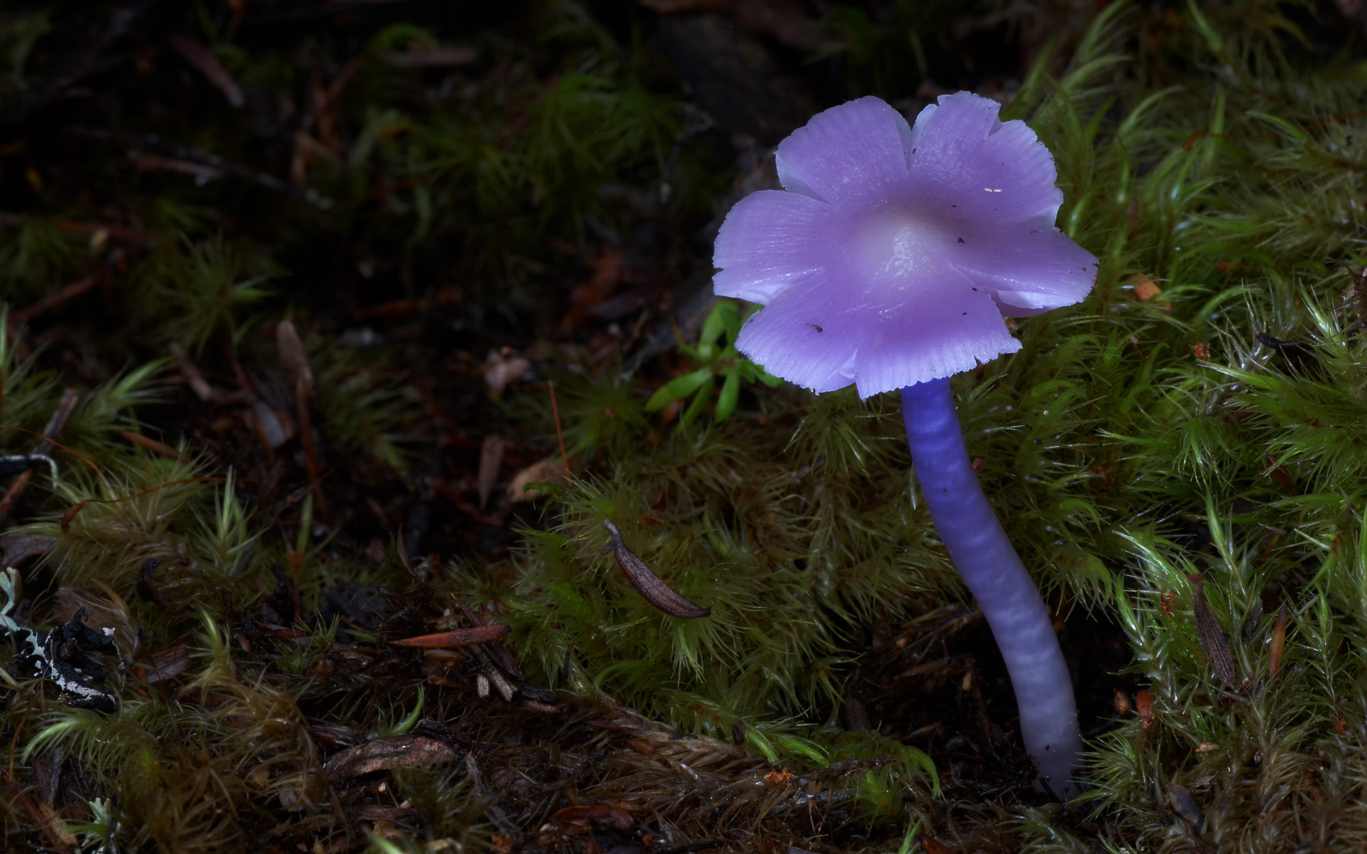 20 Beautiful Mushrooms That Will Make You Think You're On Them