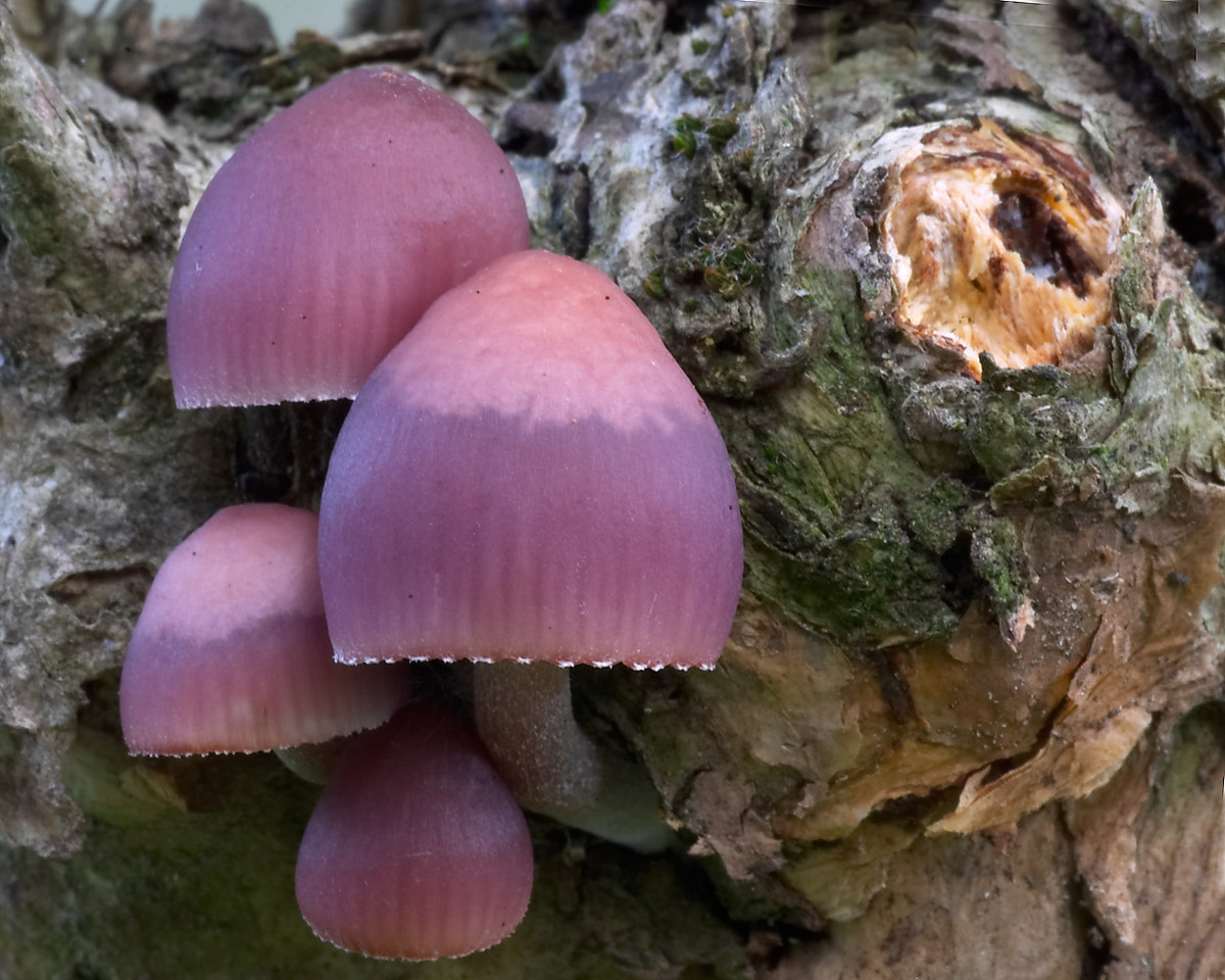 20 Beautiful Mushrooms That Will Make You Think You're On Them