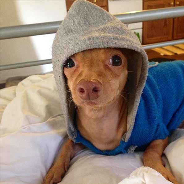 19 Animals That Think Theyre People