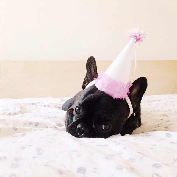 19 Animals That Think Theyre People