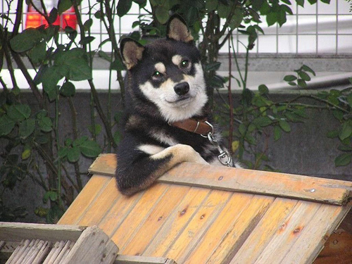 19 Animals That Think Theyre People