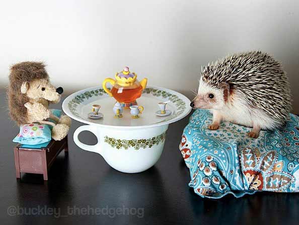 19 Animals That Think Theyre People