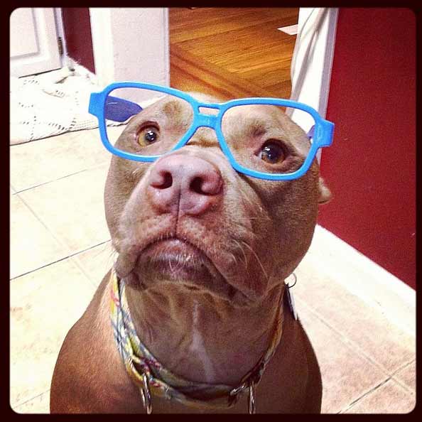 19 Animals That Think Theyre People