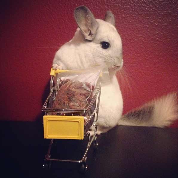 19 Animals That Think Theyre People