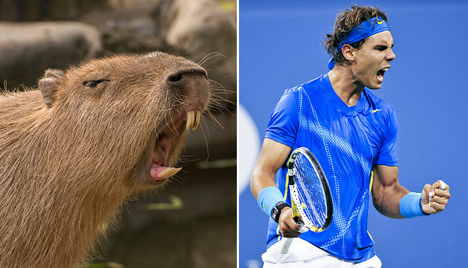 Capybaras That Look Like Tennis Sensation Rafael Nadal