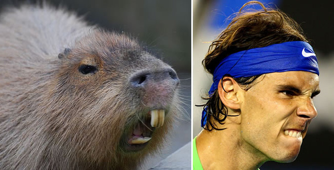Capybaras That Look Like Tennis Sensation Rafael Nadal