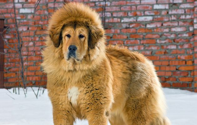 A Chinese zoo once tried to pass off a hairy dog as an African lion. (<a href="http://ebaum.it/1rRYuNF">Times Live</a>)