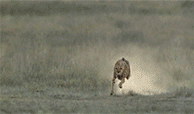 This cheetah running