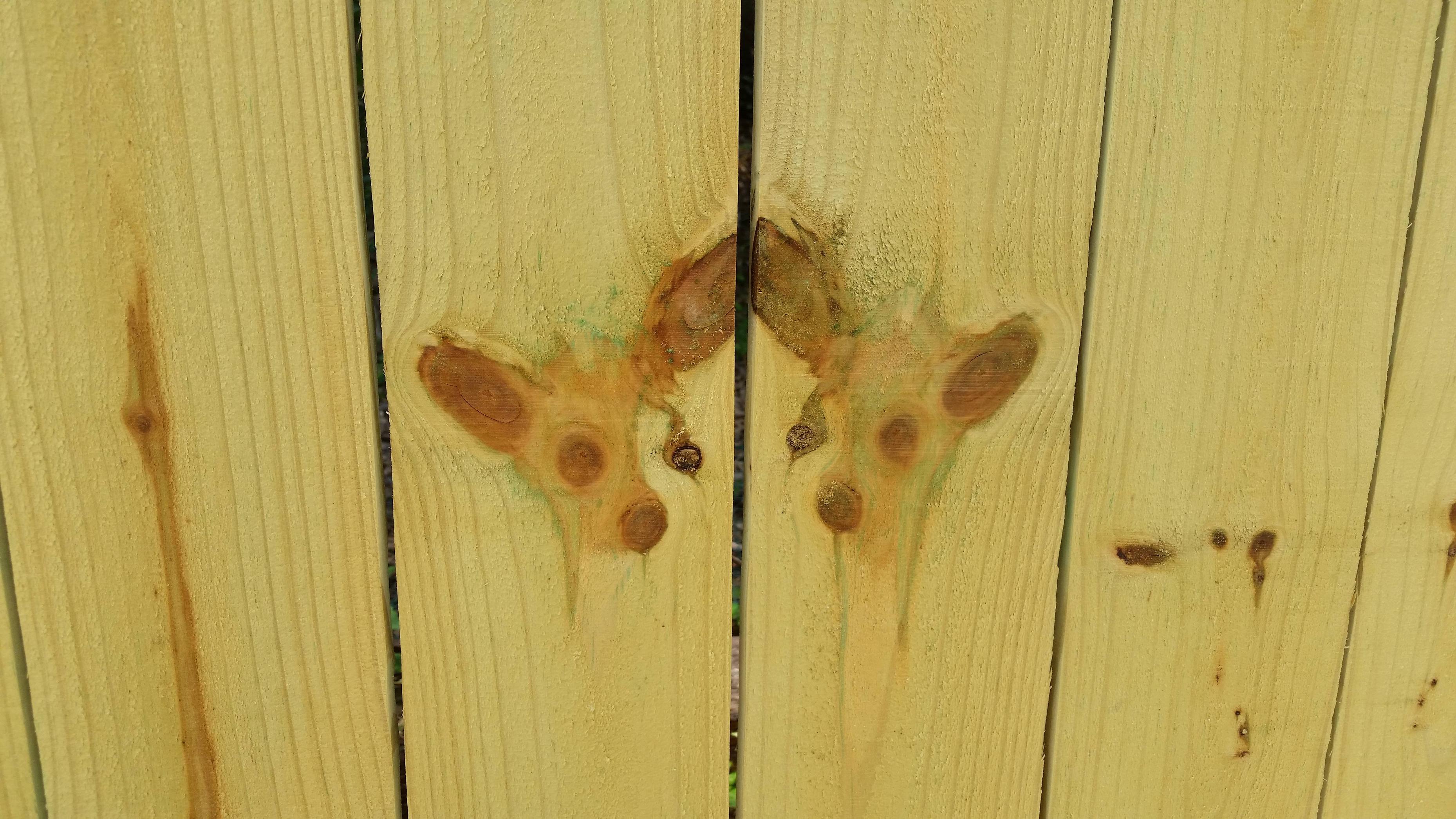 Fence planks that look like two chihuahuas