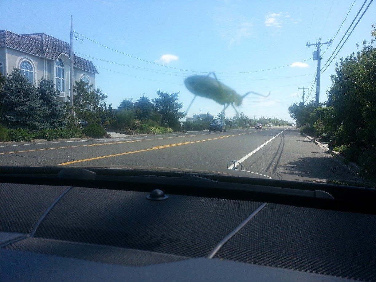 A grasshopper on the windshield that looks like a giant monster