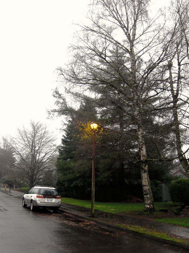 The light and heat from this street lamp keep a small section of this tree from going into winter dormancy.