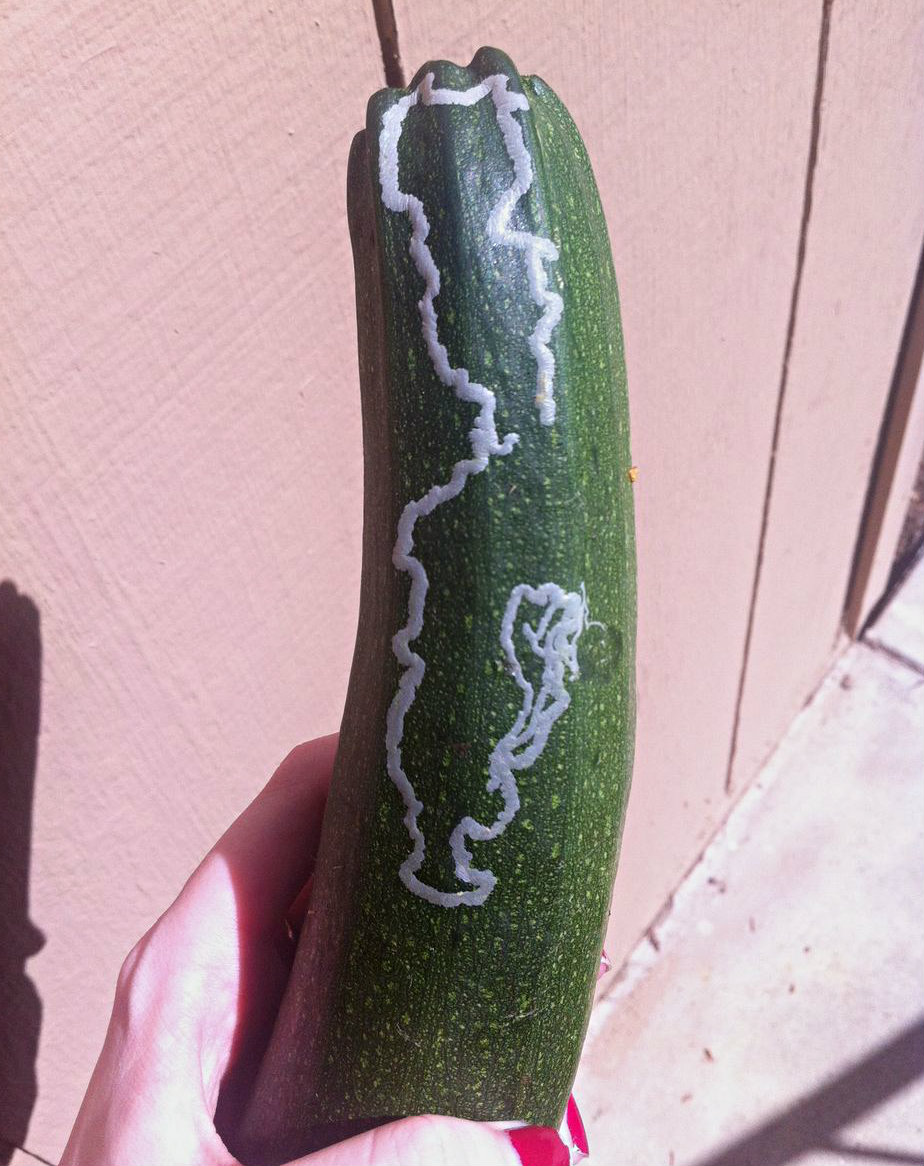 The bug just under the skin of this zucchini loves traveling.