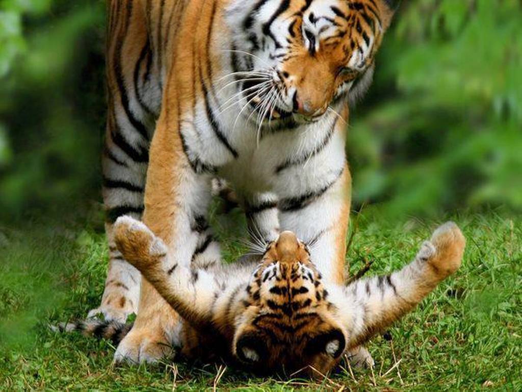 A male tiger in India adopted orphan cubs. It was the first time officials had ever seen that behavior.