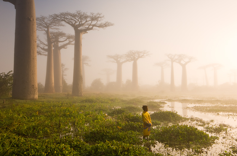 madagascar baobab trees