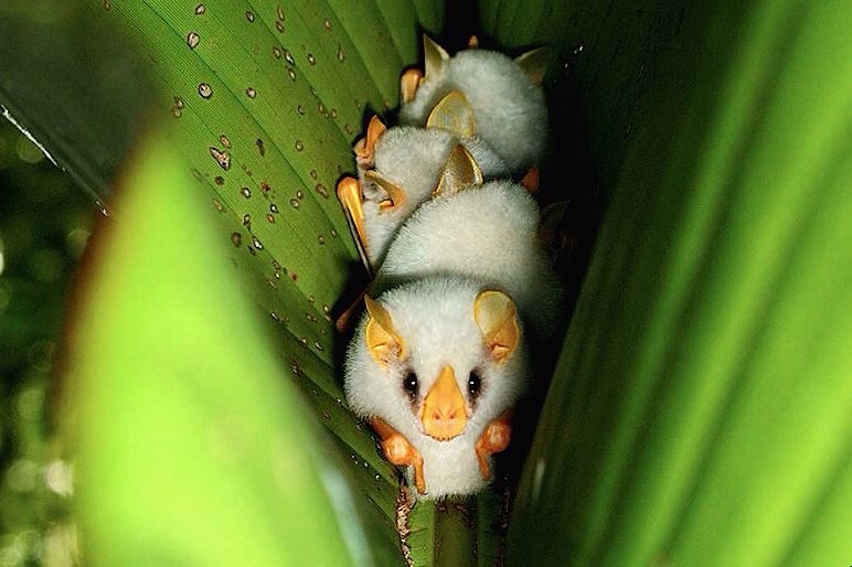 honduran white bat species - 2. 0 00