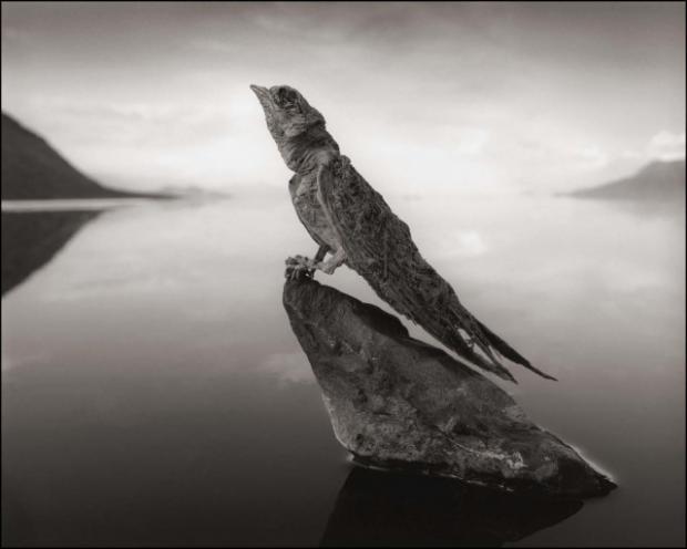 The Terrifying Lake Natron Turns Birds Into Statues