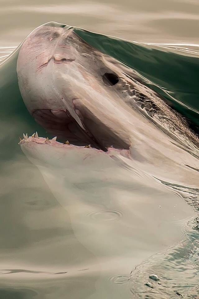 Right before the shark breaks the surface tension