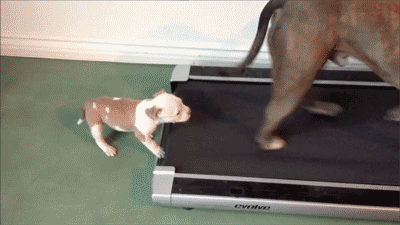 dogs on a treadmill gif