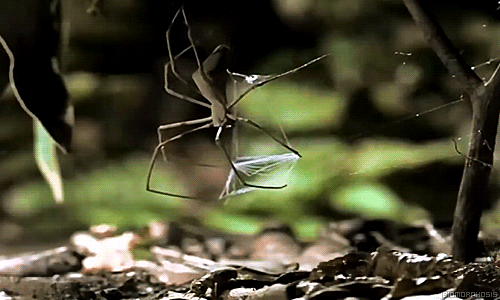 A spider that hunts with a net