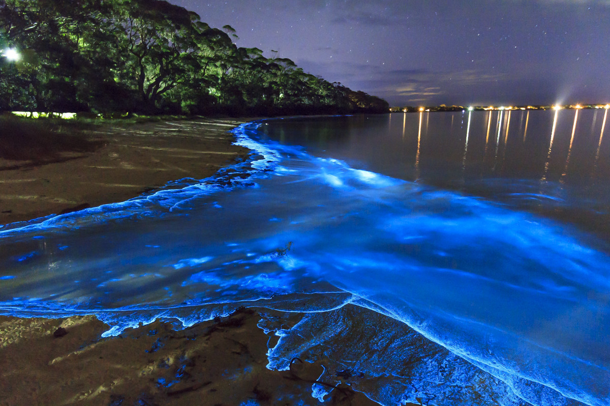 Bioluminescent kelp on the Maldives shores