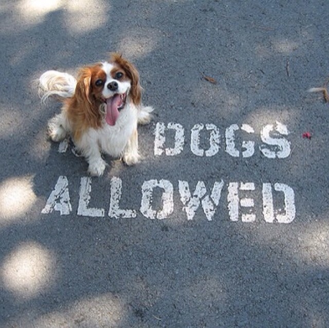 dogs allowed sign - Dogs Allowed