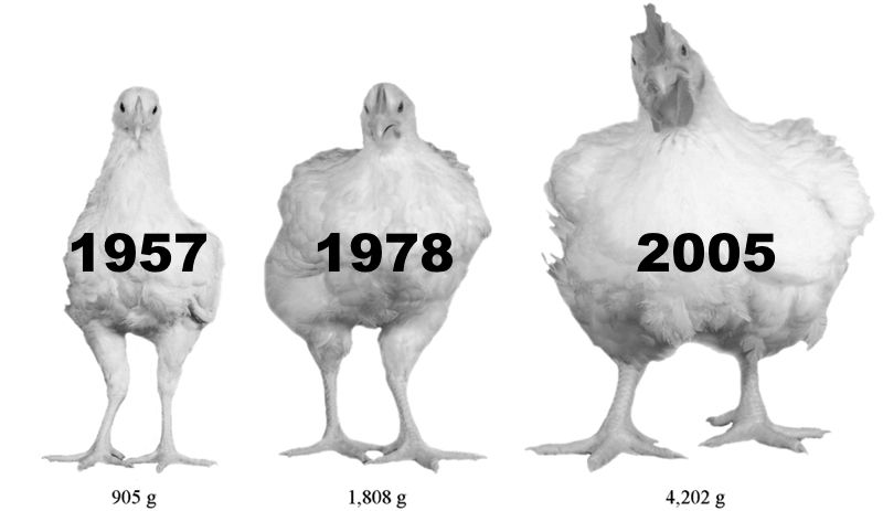 selective breeding chickens - 1957 1978 2005 905 g 1,808 g 4,202 g
