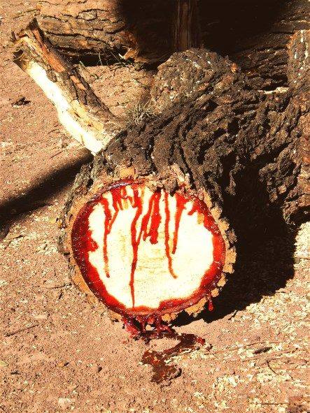 The bloodwood tree of northeast Africa
