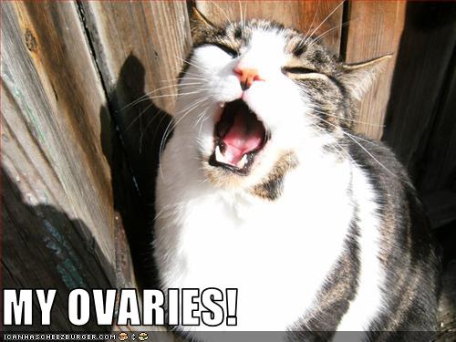 My Ovaries! Icanhascheezburger.Com