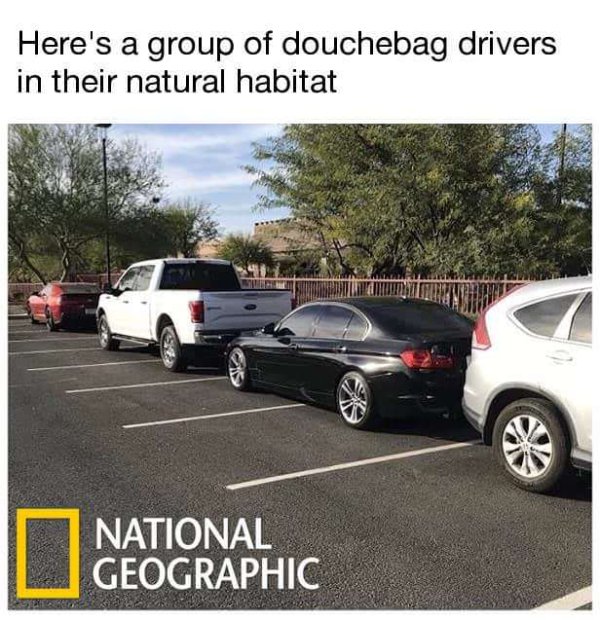 car memes - Here's a group of douchebag drivers in their natural habitat National Geographic