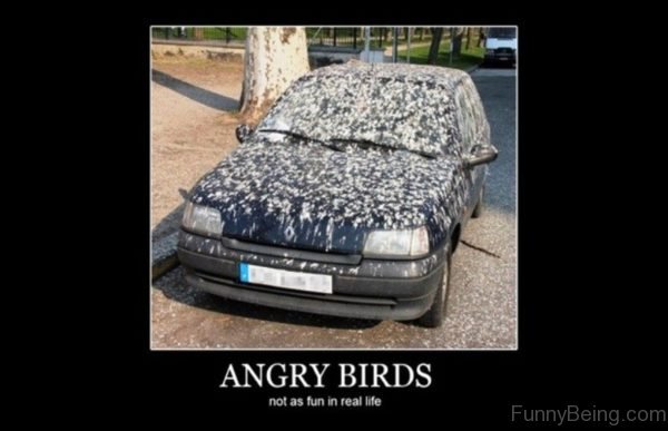 angry birds car meme - Angry Birds not as fun in real life FunnyBeing.com