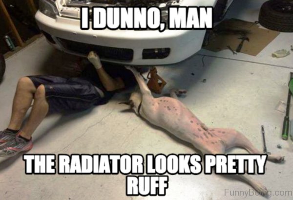 did you put the car in bark - Tdunno, Man The Radiator Looks Pretty Ruff FunnyBeeg.com