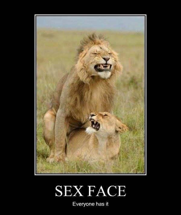 funny sexual - Sex Face Everyone has it