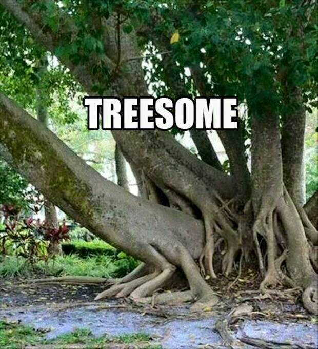 funny tree