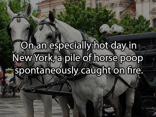 19 Sh*tty Facts About Poop!