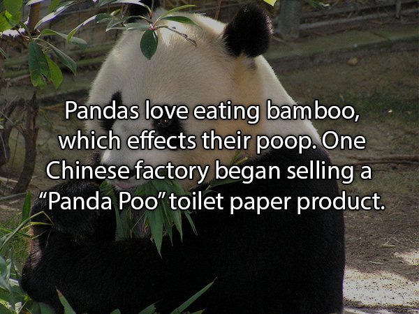 19 Sh*tty Facts About Poop!