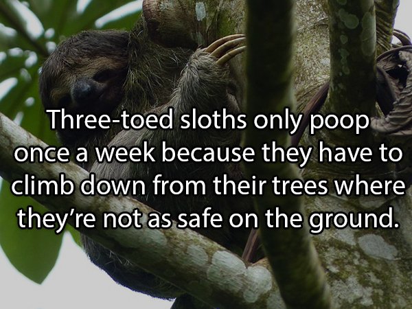 19 Sh*tty Facts About Poop!