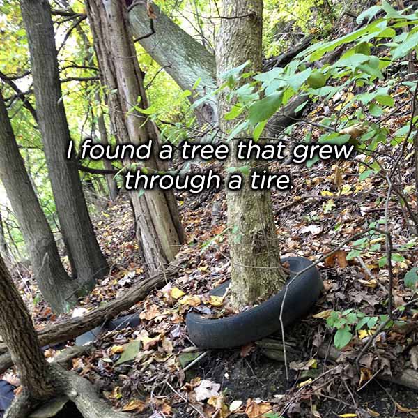 woodland - found a tree that gre through a tires