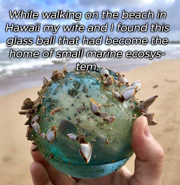 things found in the ocean - While walking on the beach in Hawaii my wife and I found this glass ball that had become the home of small marine ecosys tem.