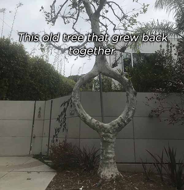 mildly interesting tree - This old tree that grew back ty together.